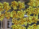 SX23952 Yellow flowers Bloemenveiling Aalsmeer FloraHolland Flower Auction.jpg